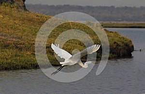 Great White Egret, egretta alba, Adult in Flight at Chobe River, Okavango Delta in Botswana