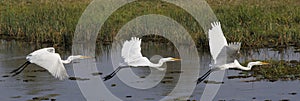 Great White Egret, egretta alba, Adult in Flight, Khwai River, Moremi Reserve, Okavango Delta in Botswana, flight Sequence