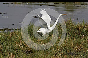 Great White Egret, egretta alba, Adult taking off from Khwai River, in Flight, Moremi Reserve, Okavango Delta in Botswana