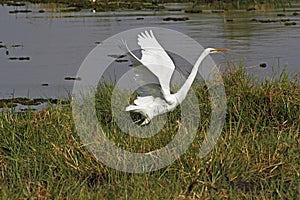 Great White Egret, egretta alba, Adult taking off from Khwai River, in Flight, Moremi Reserve, Okavango Delta in Botswana