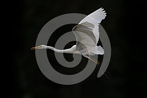 Great white egret (egretta alba) in flight