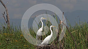 Great White Egret, egretta alba, Pair on Nest, Baringo Lake in Kenya,
