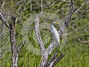 Great White Egret, Egretta alba, on Rio Dulce, Guatemala