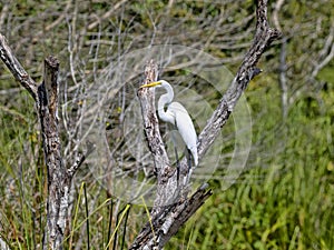 Great White Egret, Egretta alba, on Rio Dulce, Guatemala