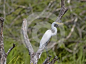 Great White Egret, Egretta alba, on Rio Dulce, Guatemala