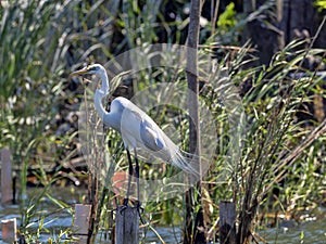 Great White Egret, Egretta alba, on Rio Dulce, Guatemala