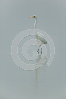 Great white egret (egretta alba) walking in the mist