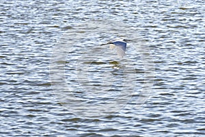 Great White Egret, Egretta albums, years over the sea and looks out for food. Divjaka. Albania