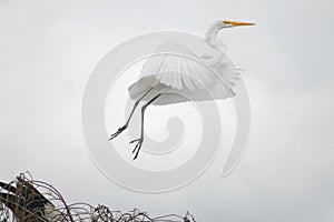 Great White Egret in Everglades National Park