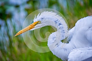 A Great White Egret in Everglades National Park, Florida