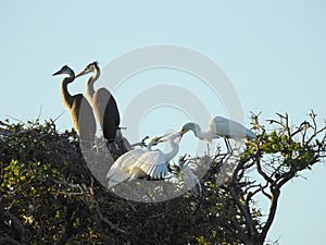 Great White Egret Feeding Young in Tree Top