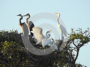 Great White Egret Feeding Young in Tree Top