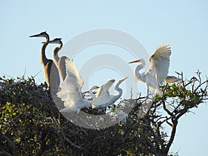 Great White Egret Feeding Young in Tree Top