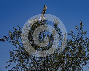 Great White Egret Fleeing from a tree top