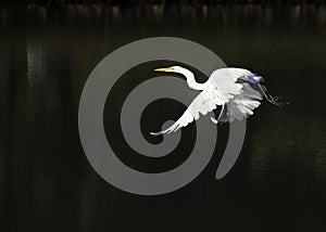 Great White Egret Flies Across Dark Green Water Surface