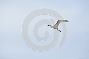 A great White Egret flies over the Greenway