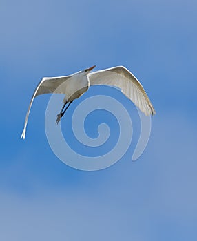 Great White Egret in flight