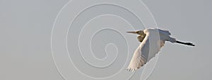 Great White Egret in flight