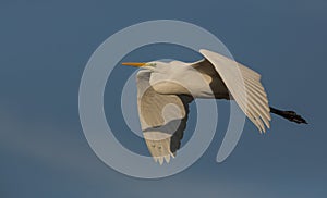 Great White Egret in flight