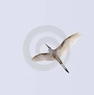 Great White Egret in flight