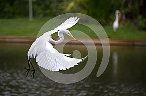 Great White Egret In Flight Florida photo