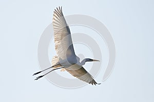 Great White Egret in flight with open wings , Ardea Alba