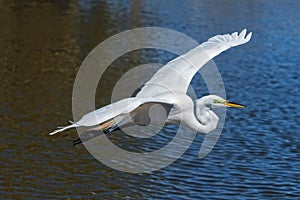 Great White Egret In Flight