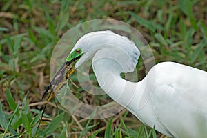 An Great White Egret in Florida eating a snail