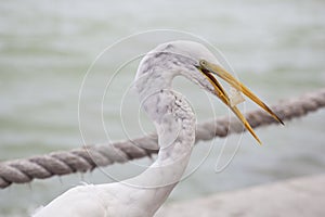 Great White Egret at Florida Gulf Coast Resort