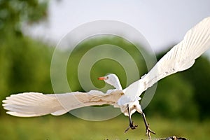 Great White Egret Fluffing Feathers at Port India