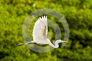 Great White Egret Flying