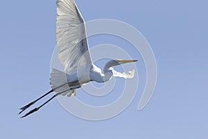 Great white egret flying in blue sky