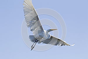 Great white egret flying in blue sky