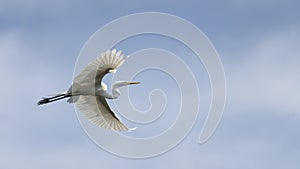 Great white egret flying with clouds