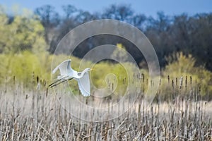 Great White Egret Flying by a Marsh