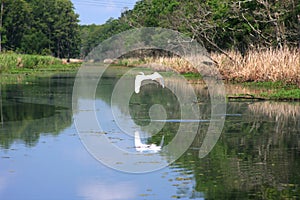 Great White Egret Flying over the Bayou.