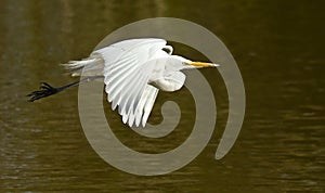 Great White Egret Flying Over A Lake