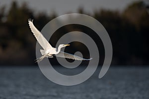 Great white egret flying over the sea