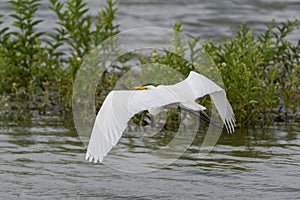 Great White Egret flying toward submerged bushes