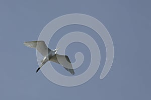 Great white egret flying with wings outspread in Florida.