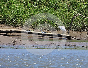 Great White Egret and friends