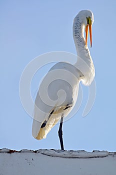 A great white egret with a funny open beak expression while grooming neck balanced on one leg against light blue back