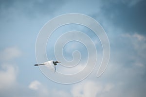Great white egret heron flying in blue sky