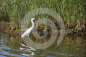 Great White Egret on the Hunt