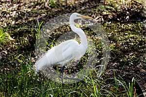 Great White Egret Hunting