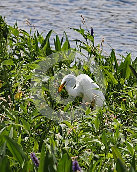 Great White Egret hunting in the Pickerelweed plants
