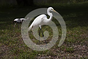 Great white egret and ibis