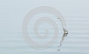 Great white egret in Lake Champlain