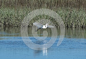 A great white egret landing in a salt-marsh.