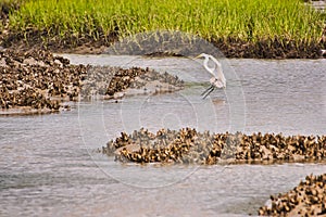 A  great white egret landing in a salt-marsh.